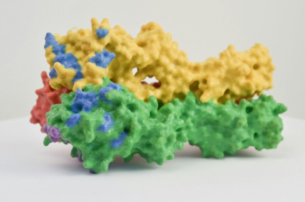 artistic representation of an alpha-2-macroglobulin molecule 